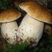 Controllo gratuito dei funghi epigei spontanei, attivo il servizio dell’Asl Vco