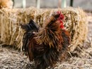 Coldiretti Piemonte: bene fondi per filiera avicola per competitività e benessere animale