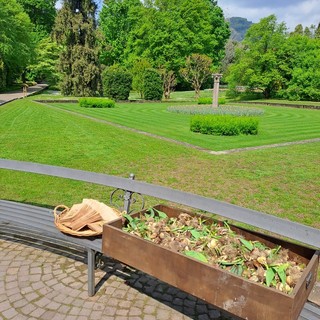 I Giardini Botanici di Villa Taranto regalano i bulbi dei tulipani ai visitatori VIDEO