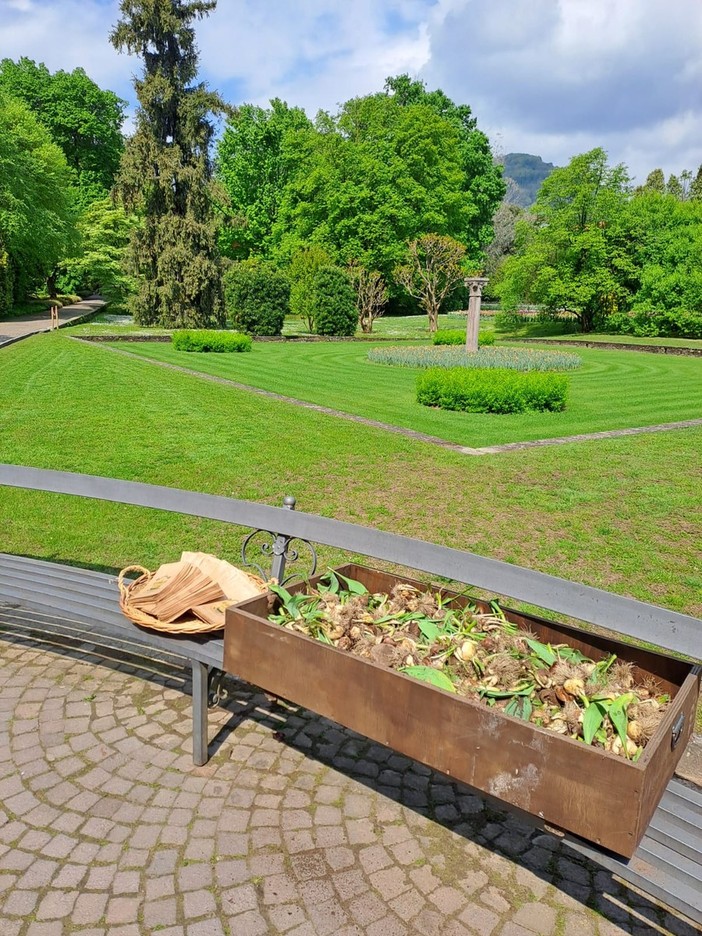 I Giardini Botanici di Villa Taranto regalano i bulbi dei tulipani ai visitatori VIDEO
