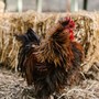Coldiretti Piemonte: bene fondi per filiera avicola per competitività e benessere animale