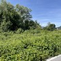 La collina chiede più cura del verde