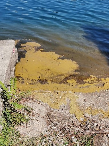 Esempio di fioriture algali sul lago d'Orta Esempio di fioriture algali sul lago d'Orta