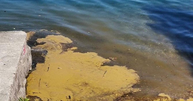Esempio di fioriture algali sul lago d'Orta