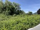 La collina chiede più cura del verde