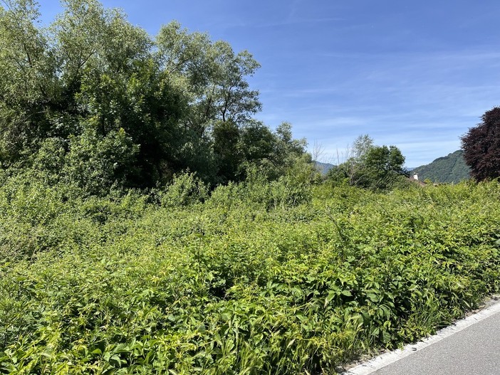 La collina chiede più cura del verde La collina chiede più cura del verde