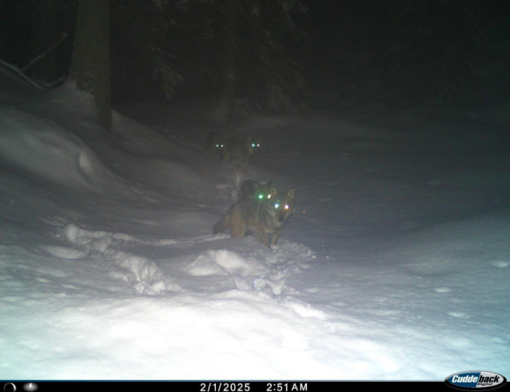 Lupo nel Vco: almeno 49 esemplari e 8 branchi confermati