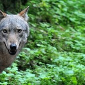 Lupo, Futuro Nazionale Vco: "La convivenza tra predatori e aziende agricole non è più possibile" Lupo, Futuro Nazionale Vco: "La convivenza tra predatori e aziende agricole non è più possibile"