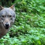 Lupo, Futuro Nazionale Vco: "La convivenza tra predatori e aziende agricole non è più possibile" Lupo, Futuro Nazionale Vco: "La convivenza tra predatori e aziende agricole non è più possibile"