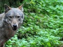 "I cani vittime delle predazioni dei lupi. Perché L'Enci rimane in silenzio?" "I cani vittime delle predazioni dei lupi. Perché L'Enci rimane in silenzio?"