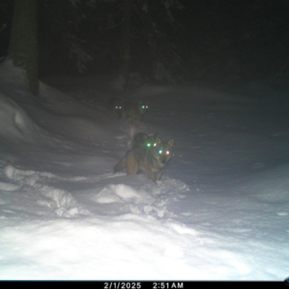 Lupo nel Vco: almeno 49 esemplari e 8 branchi confermati