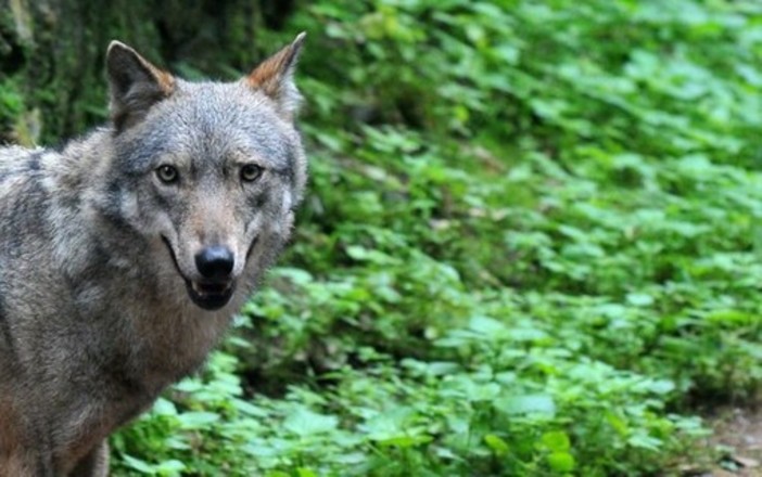 Il lupo, la caccia, la pastorizia: dibattito a Villadossola
