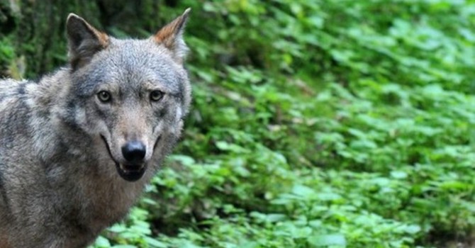 Declassamento del lupo: a Crodo l’annuncio di un emendamento per sbloccare l’iter Declassamento del lupo: a Crodo l’annuncio di un emendamento per sbloccare l’iter