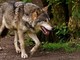 L'ufficio ambiente dice no all’abbattimento di due lupi a Stagias
