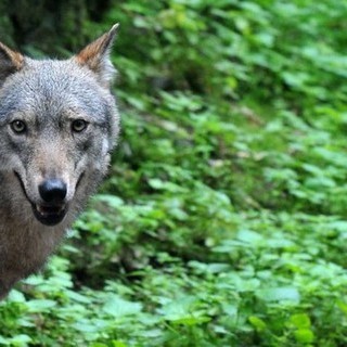 &quot;Mai così tanti lupi in Svizzera, per gli allevatori le situazione è intollerabile&quot;