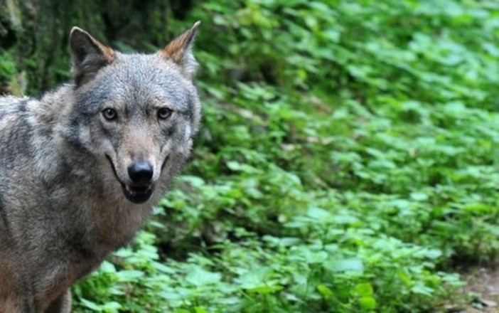 Lupo, Futuro Nazionale Vco: "La convivenza tra predatori e aziende agricole non è più possibile" Lupo, Futuro Nazionale Vco: "La convivenza tra predatori e aziende agricole non è più possibile"