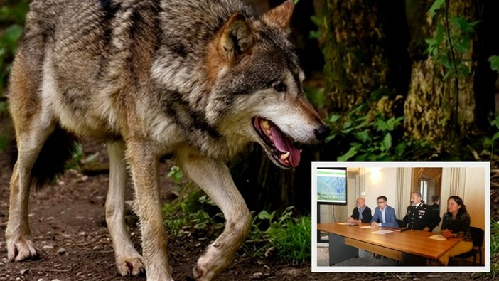 Val Grande, parte il monitoraggio dei lupi VIDEO