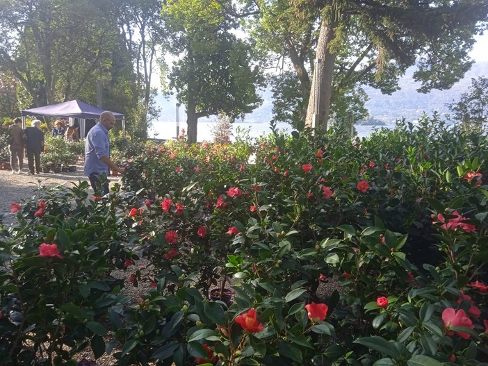 A Villa Giulia torna la “Mostra della Camelia Invernale” A Villa Giulia torna la “Mostra della Camelia Invernale”