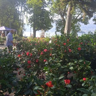 A Villa Giulia torna la “Mostra della Camelia Invernale”