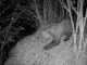 &quot;Potrebbe esserci un altro orso nel Parco Val Grande?&quot;