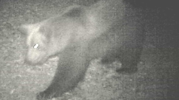 ''Non ci sono prove che in Ossola ci sia un secondo orso''