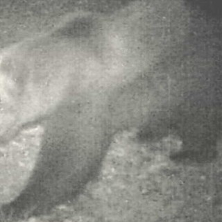 ''Non ci sono prove che in Ossola ci sia un secondo orso''