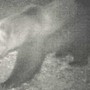 ''Non ci sono prove che in Ossola ci sia un secondo orso''