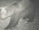 ''Non ci sono prove che in Ossola ci sia un secondo orso'' ''Non ci sono prove che in Ossola ci sia un secondo orso''