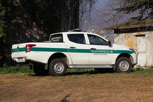 Caccia agli ungulati, oltre 10mila euro di sanzioni tra Montecrestese e Macugnaga