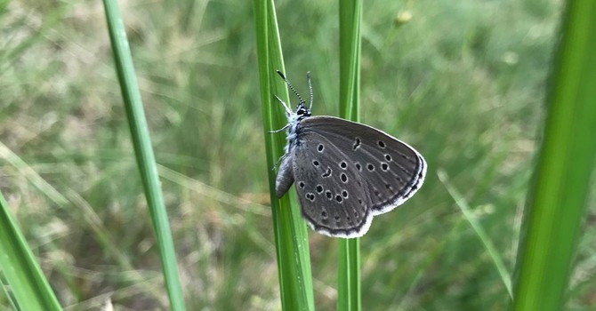 Il Parco Val Grande in prima linea contro l'estinzione della farfalla più rara d'Europa