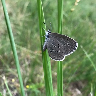 Il Parco Val Grande in prima linea contro l'estinzione della farfalla più rara d'Europa