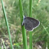 Il Parco Val Grande in prima linea contro l'estinzione della farfalla più rara d'Europa