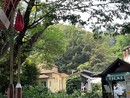 Giardini Botanici, intervento urgente sulla Quercia Monumentale: messa in sicurezza per tutelare i visitatori Giardini Botanici, intervento urgente sulla Quercia Monumentale: messa in sicurezza per tutelare i visitatori