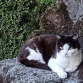 Caso Thor: "Bene il Comune, ora ascolti anche le colonie feline"