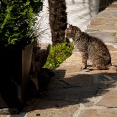 Verbania promuove il "Chip day" per la tutela dei gatti