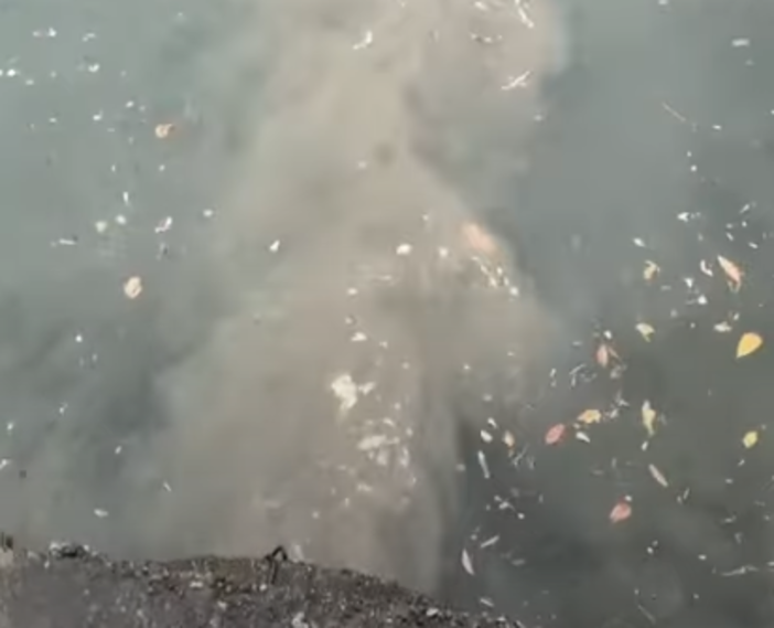 Lungolago di Omegna sotto controllo dopo segnalazioni di inquinamento VIDEO