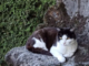Caso Thor: "Bene il Comune, ora ascolti anche le colonie feline" Caso Thor: "Bene il Comune, ora ascolti anche le colonie feline"