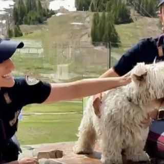 Estate e animali: la Polizia lancia l’allarme contro gli abbandoni