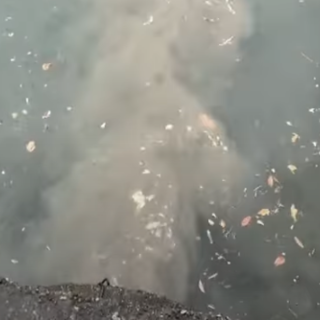 Lungolago di Omegna sotto controllo dopo segnalazioni di inquinamento VIDEO