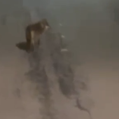 Lupo avvistato per le strade in Valstrona VIDEO