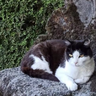 Caso Thor: "Bene il Comune, ora ascolti anche le colonie feline"