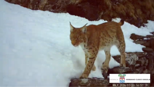 La lince torna a farsi vedere in Ossola: nuovi avvistamenti confermati da un video