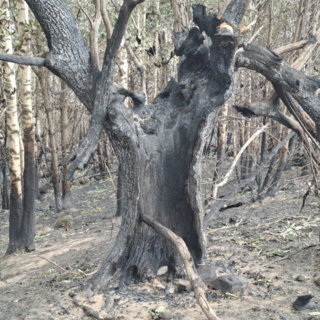 Incendi boschivi, oltre mille roghi in sei mesi: il Piemonte tra le regioni più colpite dal caldo