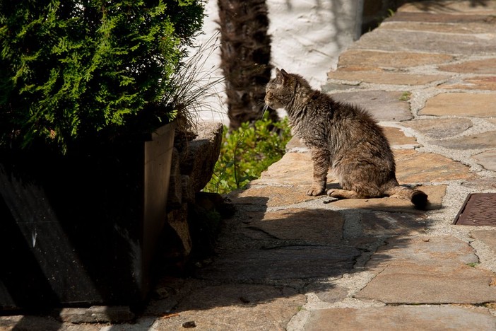 Verbania promuove il "Chip day" per la tutela dei gatti