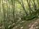 Oggi è la Giornata internazionale delle foreste 2021 VIDEO Oggi è la Giornata internazionale delle foreste 2021 VIDEO