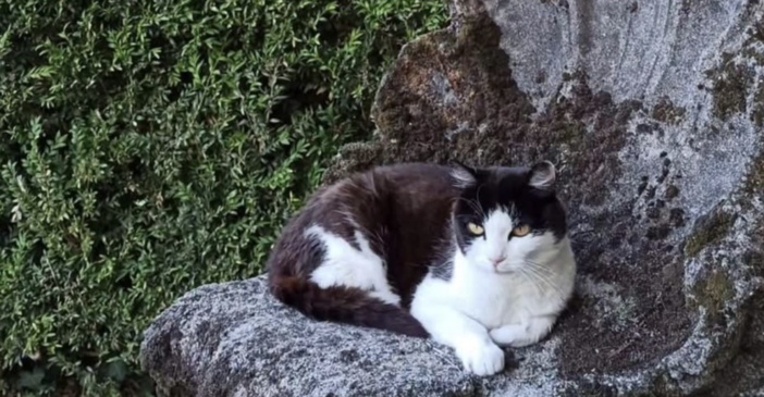 Caso Thor: "Bene il Comune, ora ascolti anche le colonie feline" Caso Thor: "Bene il Comune, ora ascolti anche le colonie feline"