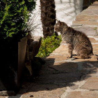 Verbania promuove il "Chip day" per la tutela dei gatti