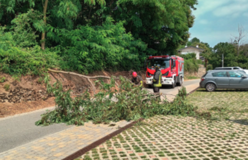 Pianta cade sulla strada a Belgirate