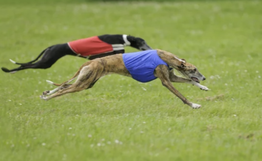 Greyhound Racing - Come scommettere sui levrieri?