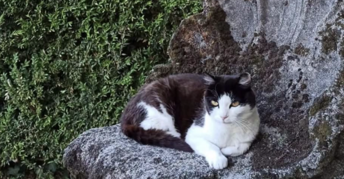 Caso Thor: "Bene il Comune, ora ascolti anche le colonie feline" Caso Thor: "Bene il Comune, ora ascolti anche le colonie feline"